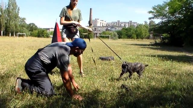Горловская жара .малыш-Аякс(2мес) . 26,07,20 смотреть онлайн