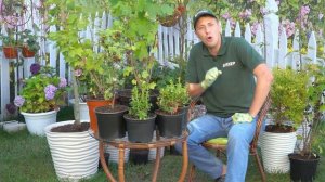 Как сажать смородину и крыжовник: рассказываем о правильной посадке