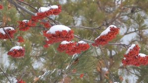 Восстановление здоровья поясницы, тазобедренных суставов, ног Для женщин   Сытин Г.Н.