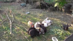 Содержание кроликов свободно во дворе - загон для кроликов