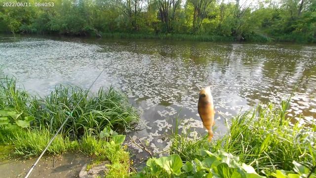 Рыбалка в июне. Мощные поклёвки язя, а клюёт только окунь. смотреть онлайн