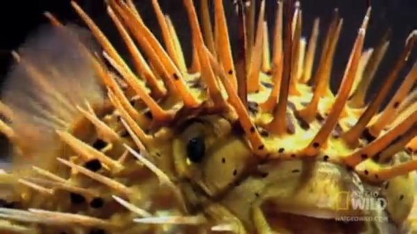 Иглобрюх, или рыба Фугу (лат. Tetraodon)
