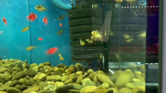 Барбус GloFish красный, общий обзор для новичков