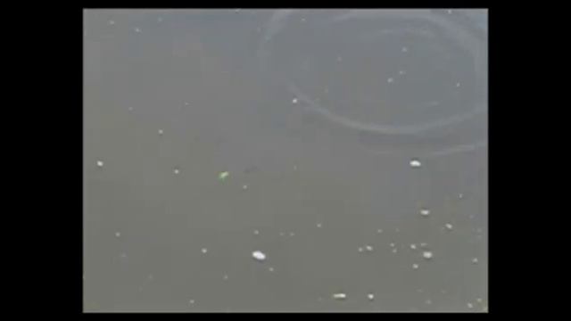 Энциклопедия воблеров на видео — Liberty L.B.minnow 60SP смотреть онлайн