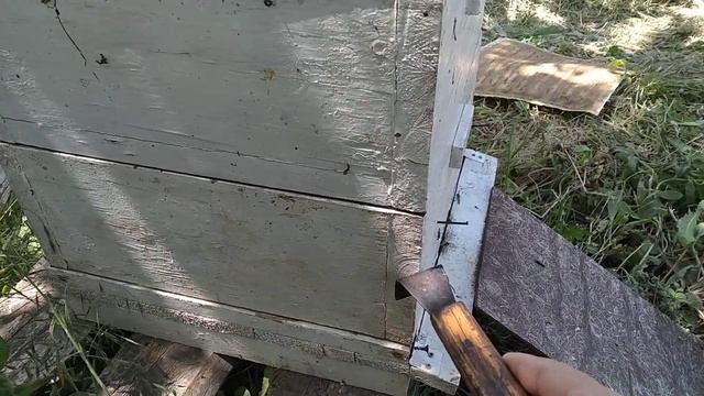 Ставлю магазины с вощиной под взяток с белой акации, гледичии и лоха серебристого. смотреть онлайн