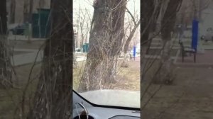 Тонировка по госту газель next