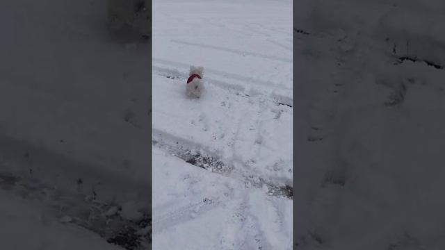 Bolognese dog смотреть онлайн