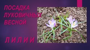Посадка луковичных весной. Лилии