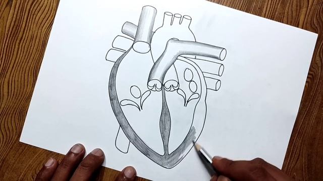 How to draw human heart diagram easily/ Human heart diagram drawing смотреть онлайн