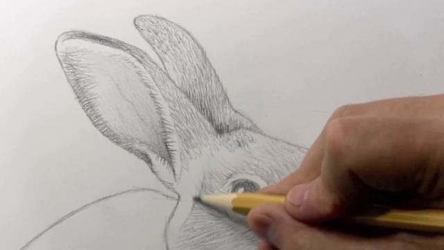 Drawing Time Lapse: Rabbit смотреть онлайн