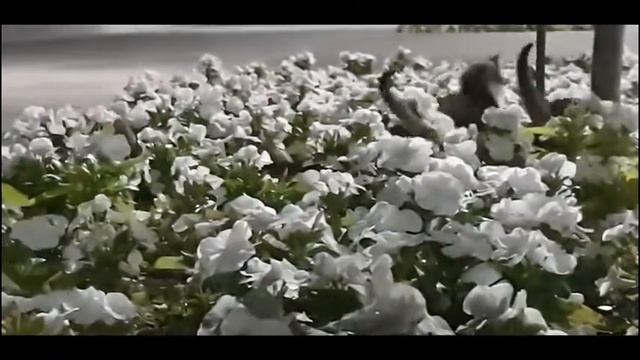 Funny Playful Kittens Watched By Their Mother Playing On A Petunia Flower Bed On A Mother's Day