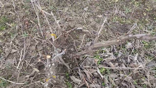 Привили к вишне сливу,черешню белую,черешню красную,сливу и смородину смотреть онлайн