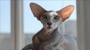 Петербургский сфинкс. Порода кошек петербургский сфинкс! Изящный кот!