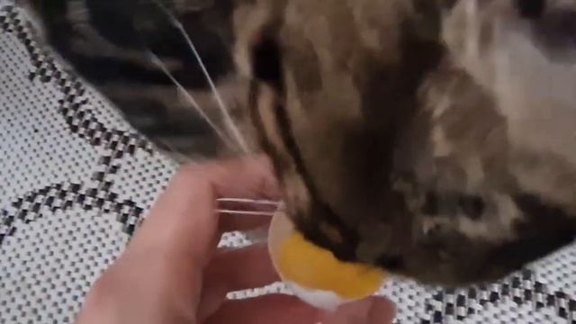 Говорят - полезен белок, а желток нельзя есть. Босеньке отдам желток ?. смотреть онлайн