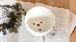 ЛИТОПСЫ. Пересадка и полезные советы по уходу за Литопсами