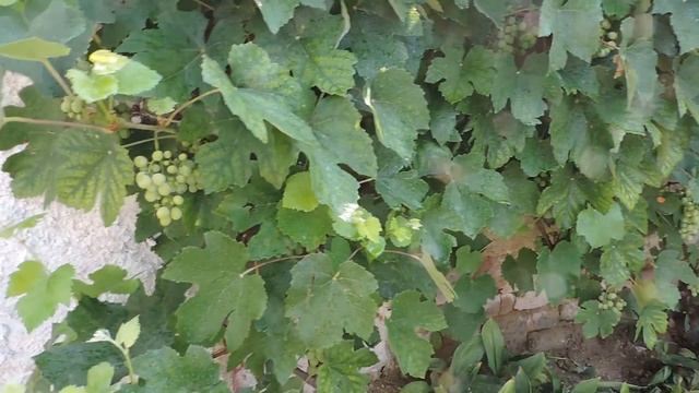 Hungary. Венгерская дача. Виноград 14 августа 2015 года смотреть онлайн