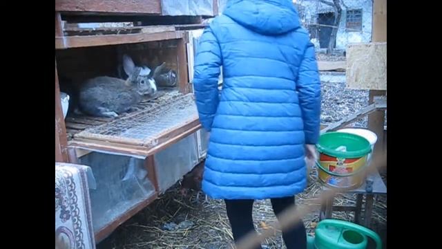 Мокрый хвост, удачное лечение. Дела хозяйские. смотреть онлайн