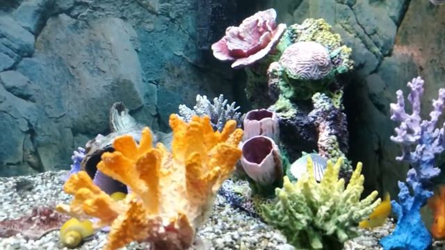 Кораллы для аквариума Relax) смотреть онлайн