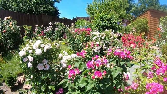 цветение роз 2020 смотреть онлайн