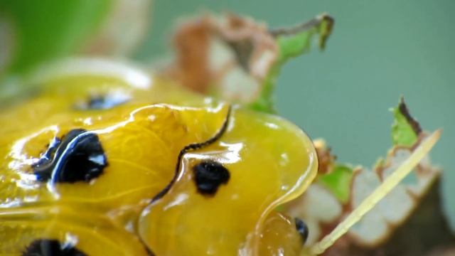 MACRO VIDEO - Raynox DCR 250 [Canon SX40 SX50 SX60 SX70] смотреть онлайн