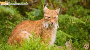 Дикие и домашние животные