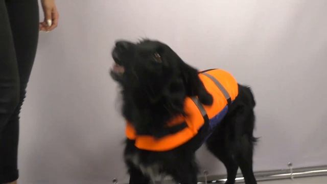 Спасательный жилет SPASS для собак