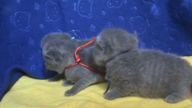 Очень маленькие британские котята. Видео. смотреть онлайн