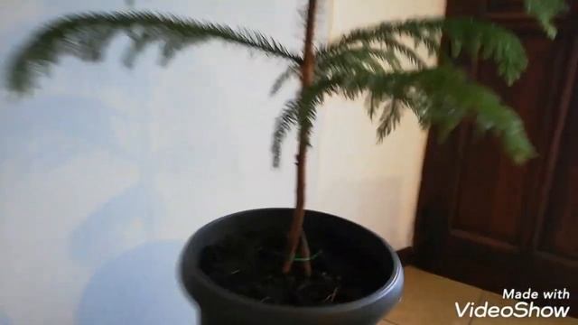 Araucaria Heterophylla - Norfolk Pine | Separate смотреть онлайн