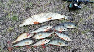 Налим, щука и окунь. Наконец-то поймал ещё одного хорошего налима и открыл спиннинговый сезон 2022.