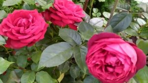 10 ЛУЧШИХ ЧАЙНО-ГИБРИДНЫХ СОРТОВ РОЗ!