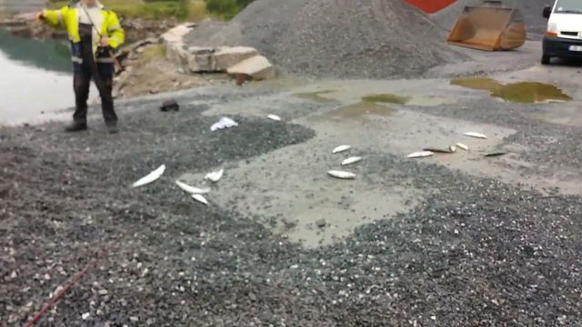 Ловля скумбрий. Skumbriju cope. смотреть онлайн