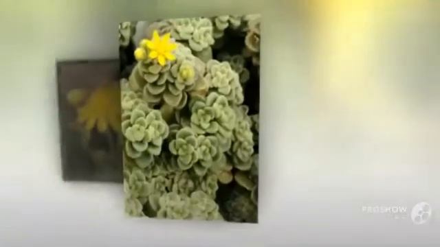 Aichryson - garden plants смотреть онлайн