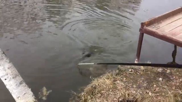 Поимка форели на удочку с боковым кивком.РК Фишка Липки. смотреть онлайн