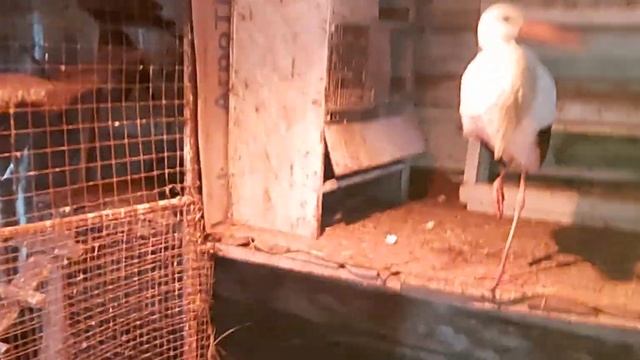 Новичок! Уточка Чирок из Москвы смотреть онлайн