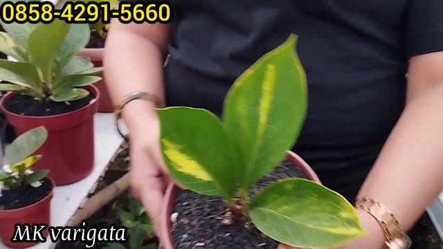 MENORNYA GA KALENG-KALENG,,,,HUKERI PINK & JEMANI MANGKOK VARIGATA DI TIGAA DEWI NURSERY,,,GIVE AWA смотреть онлайн