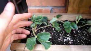 Грядка для клубники(САЖАЕМ КЛУБНИКУ).Клубника в подвесных грядках.