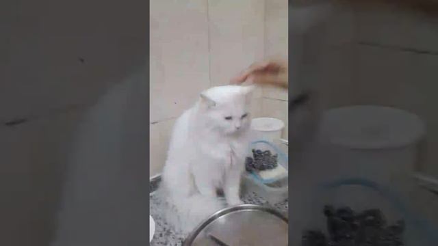 snowbell sitting on the kitchen table смотреть онлайн