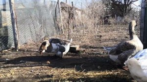 ХОЛМОГОРСКИЕ ГУСИ, ГУСИ ХОЛМОГОРЫ! Встреча спустя 2,5месяца?