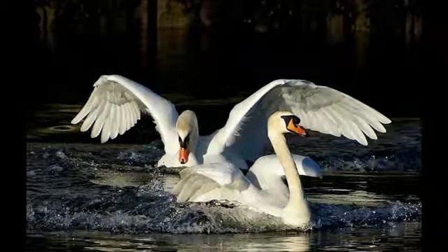 ЛЕБЕДИНАЯ СТАЯ ст Silver Silver муз и исп А Сумин смотреть онлайн