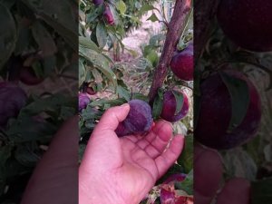 слива Лерри Энн (Lary Ann) на подвое Бест ( низал)