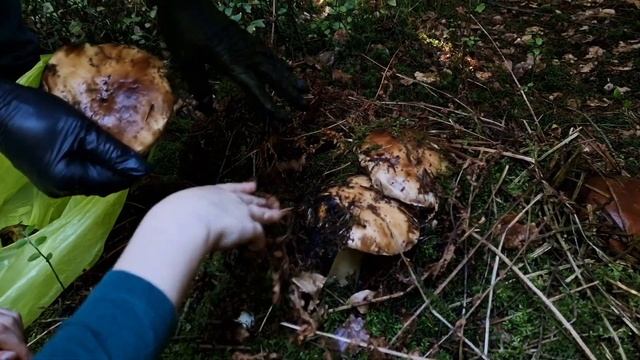 ПО ГРИБЫ С ДЕТКАМИ.Германия 2022 смотреть онлайн