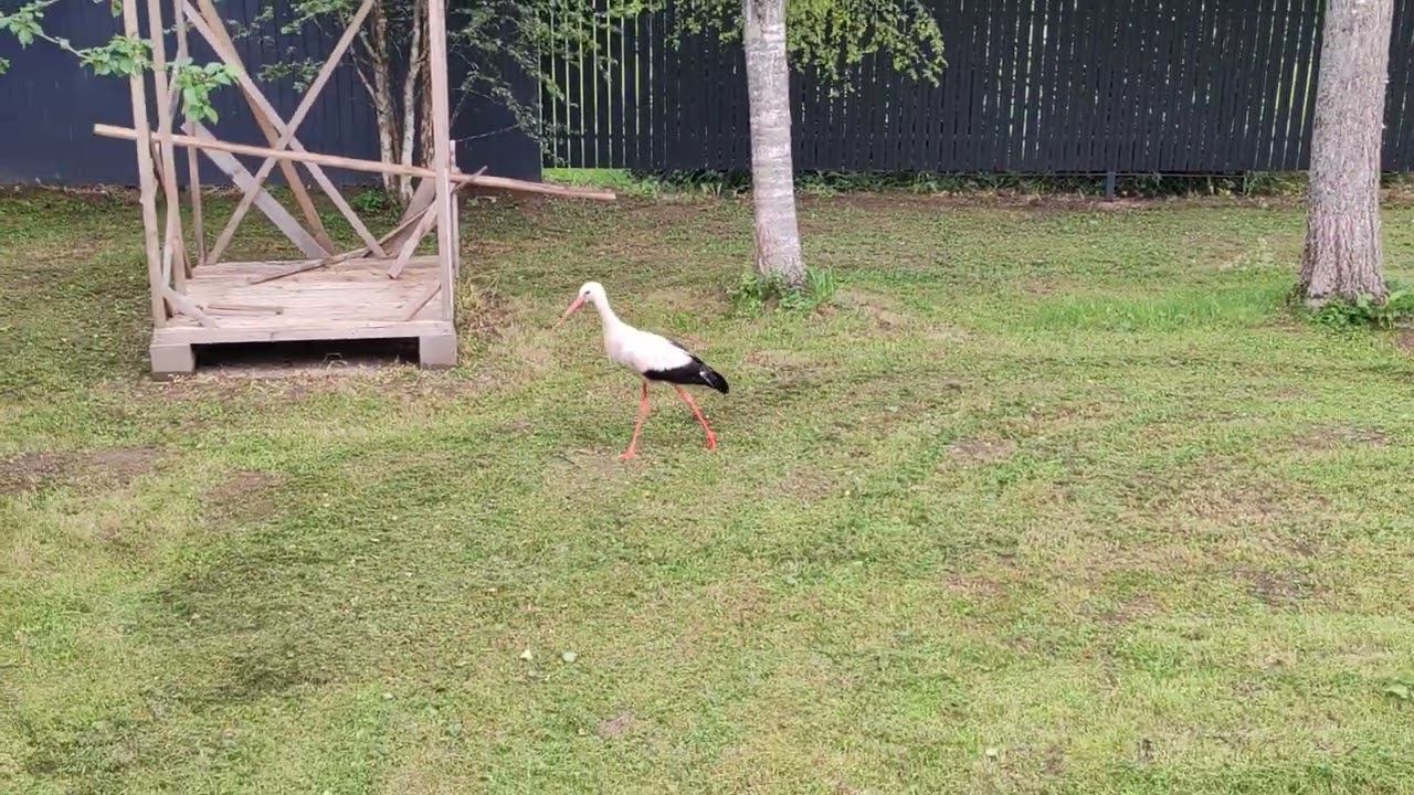 #дача Не званый гость. смотреть онлайн