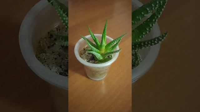 Хавортия, суккулент, комнатные растения, Haworthia, succulent, houseplants смотреть онлайн