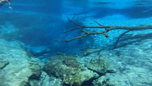 2022 Cypress Springs, FL: SUP & KAYAK with Friends смотреть онлайн