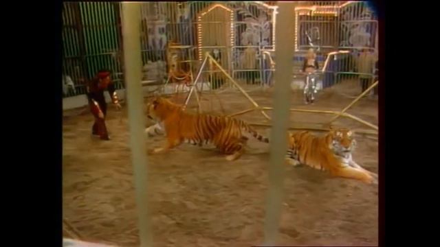 Lynyrd Skynyrd - Simple Man (Circus Animal Trainer's Clip) смотреть онлайн