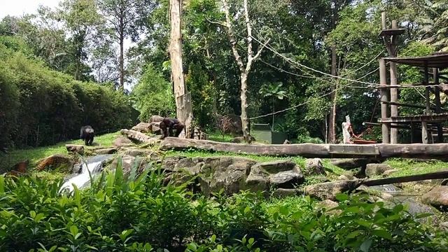 Сингапур Singapore Zoo Лучший зоопарк мира смотреть онлайн