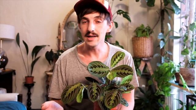 CUIDANDO Plantas: Maranta leuconeura tricolor. смотреть онлайн
