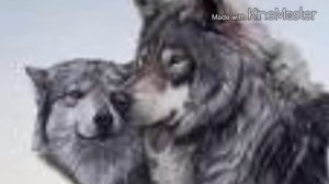 Мы волки нас мало