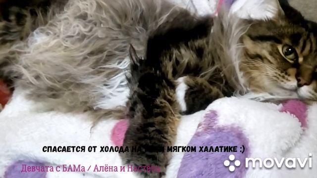 Учитесь спокойствию у этого кота :) ? / Лайфхак от Барсика: как спастись от холода осенью! смотреть онлайн