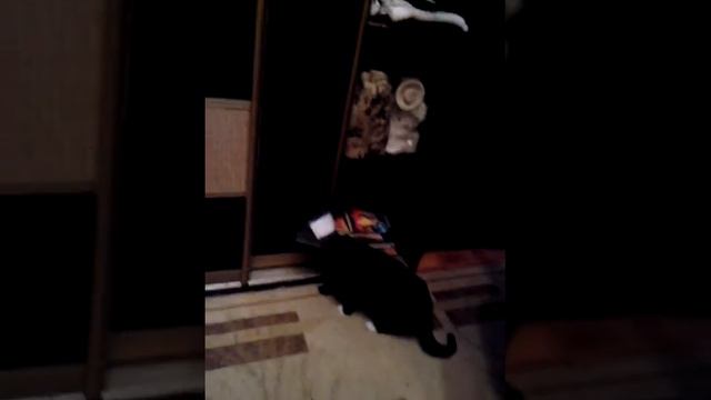 Котик в защитной ошейнике